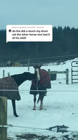 Reply to @simplysummer20  Don’t touch my drum set! 😂 #horse #horses #funny #humor #horsetok #horsesoftiktok #stepbrothers #fyp #foryoupage