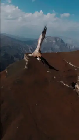 Почувствуй себя парящим орлом!гора Маяк.Дагестан 2352 метра 😎залетим?👍#дагестан#путешествиепороссии#орел#гунибскоеплато#откройсвоюроссию#fpvdrone#fpv#гоночныйдрон