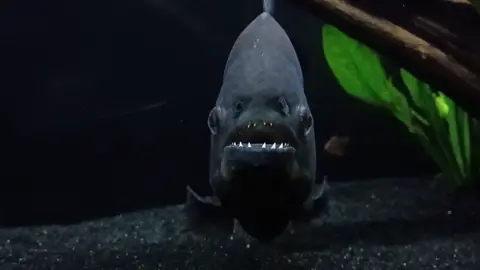 #piranhauniverse531 #pygocentrusnattereri #redbelliedpiranha #freshwaterfish #amazonfish #piranhakeepers