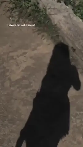 u can use this vid 😉 #shadowcouples