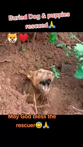 God will surely helps those who helps those innocent souls 🐶❤️🙏#doglovers #fyp #share #animallovers #viralvideo