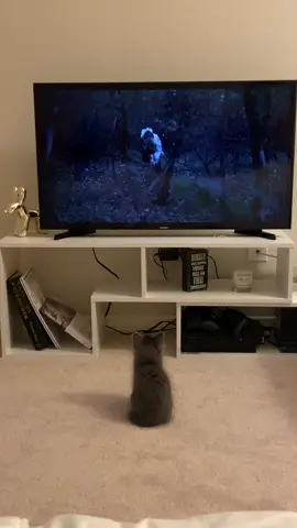 the little black cat got jealous #halloween #catsoftiktok #kitten #spookyseason #hocuspocus #kittens