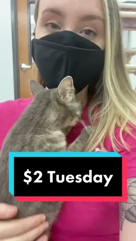 $2 Tuesday! Help us get those dishes done! #venmochallenge #cashapp #helpneeded #catshelter #2dollartuesday #catsoftiktok2021