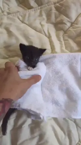 #шаурмувмагазиненепокупаю #котята #котятамилота #милота #шаурма #котятаприколы