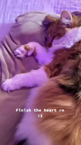 #finishtheheart #cat #calicocat #heart #💝