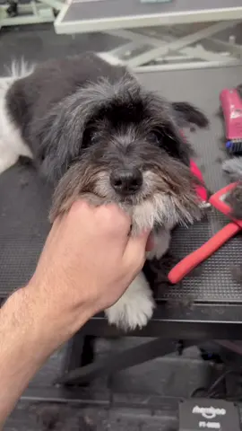 Adventure time! Fine and Jake <3 #ftpシ #adventuretime #doggrooming