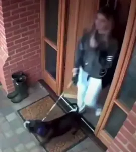 Wait for it 👀 #fyp #daddyofdogs #fy #dog #foryoupage #dogsoftiktok #funny #viral #waitforit #xyzbca #dogs #fypシ #fun #meme #foryourpage #animals