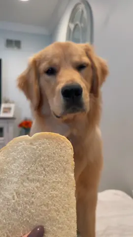 Was that GENTLE enough? #fyp #foryoupage #dogsofttiktok #dog #pupy #puppylove