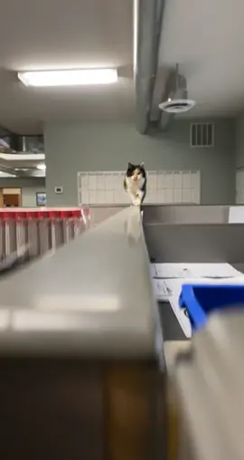 Always creepin on me #catsoftiktok #sneaky #kittycat