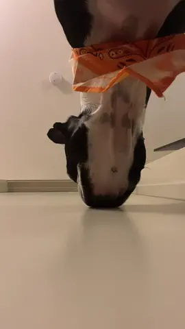 #fypシ #PradaBucketChallenge