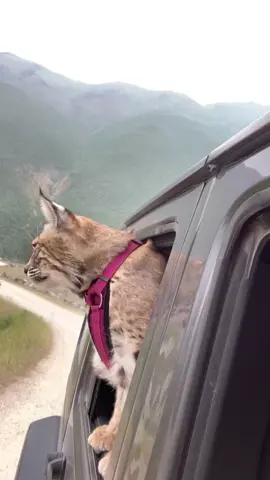 Waffles went on a ride #fyp #foryoupage #bobcat #drive #caughtavibe #roadtrip #PradaBucketChallenge #lynx #jeep
