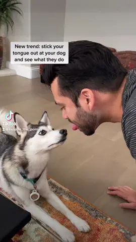 Her reaction is the cutest 🐶❤️ #puppylove #dog #dogsofttiktok #foryoupage #newtrend