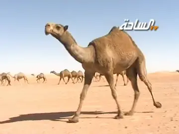 #حنس_ابا_الخيل #مرعبات #الشعل #الشيابين #مزاين_ام_رقيبه #عطايا_الله #الشيباني #حنس_ابالخيل_الشيباني #الحاكمه #عتيبه #عتيبه_الهيلا #ابن_دغيثر #لطامات #اكسبلور #فولو_لايك #foryou #tiktok