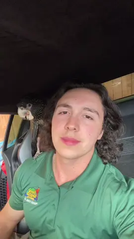 #stitch with @lindsaymbrewer What do you say? You’ve got nothing to lose 🤷🏻‍♂️  #fyp #audir8 #audi #german #parrot #blackcockatoo #SamsClubScanAndGo