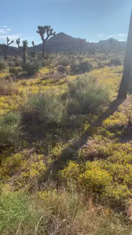 Climbing is the best way to explore the Dez #desert #climbing #rockclimb #joshuatree #stoneadventures #explore #fun #views #fyp