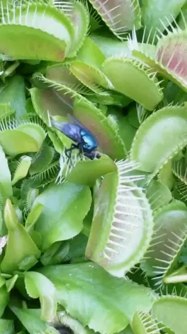 a fly can turn its head #MMKx007 #venusflytrap #plant #fypシ #fypage