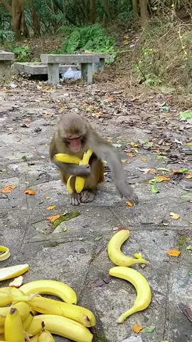 Clever monkey. Follow for more #monkey #animals #pet #fypシ