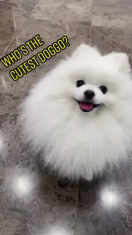 Who’s the cutest? #me #dog #fyp #foryou #foryoupage #fypage #cutestdog #cutedog #cutestdogever #tiktok #tiktokdogs #doggo #pomeranian #cute #dog #pets