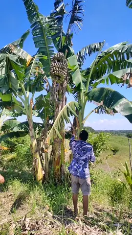 Saging na SABA harvest sa farm. #farm #banana #harvest #fruit #fruitninja #fruitcutting #fruiteating