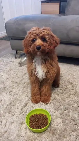 Brown rocks for dinner, AGAIN. (P.S. I’m very spoiled, this was not my dinner) #f1cavapoo #redcavapoo #cavapoopuppy #puppy #cavapoo #cavoodle #cavapoopuppies #cavapoolove #cavapooworld #poodlemix #cutedog #cutepuppy #dogsofttiktok #puppiesoftiktok #brownrocksfordinner #brownrocksfordinneragain