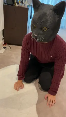 Halloween with the cats 🙀 #cats #OutfitsOfTheWeek #PetsOfTikTok #fyp