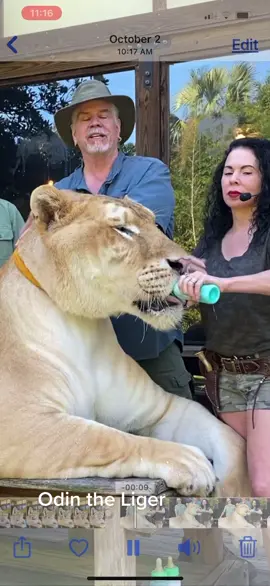 Odin the worlds biggest cat 12 ft tall 900+ lbs.  @myrtlebeachsafari #savethewikdsavetheworld  #liger