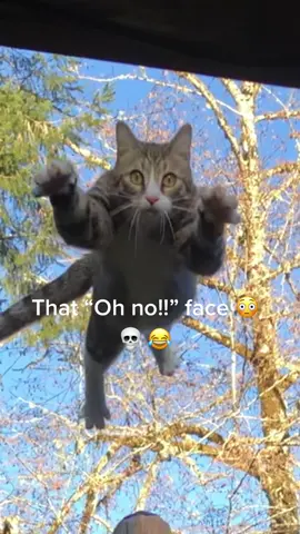 He didn’t quite make it to the roof! Whoops! For licensing or usage, contact: licensing@viralhog.com #catsoftiktok #catsdoingstupidthings #catsaredumb #catfail #fail #whoops #catsvideo #viral #fypシ #foryou #ibelieveicanfly #dumbcat #ninelives #catsdoingcatthings