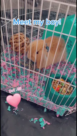 Bryson Lennox! 💙#rabbit #rabbitsoftiktok