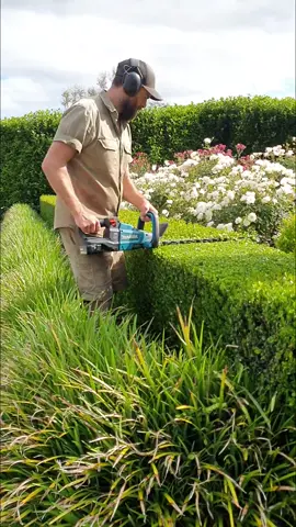Love this place! #merribeegardens #hedging #hedgetok #satisfying #hyperlapsevideo #oddlysatisfying #viralvideo #buxus #fun #gardens #foryou #mywork