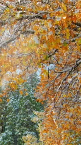 #1ноября #доброеутро #осень #пожелания #видеодлядуши #видеодлясторис