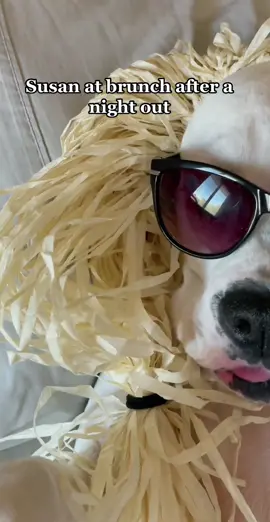 Layla’s alter ego Susan gets a little wild #funnydogs #susan #talkingdogs #humor #iwascrazybackthen