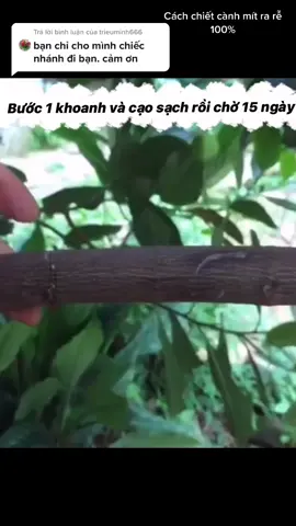 Trả lời @trieuminh666  cách chiết cành mít ra rễ 100%#bonsai #bonsai86 #bonsaivn #bonsaikelapa