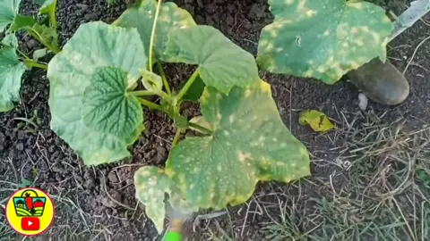 Вношу под огурцы в теплице!#огурцы#огурцывтеплице#выращиваниеогурцов#сад#огород#дача