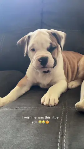 #PUBGMOBILE #oldeenglishbulldogge #bulldog #bulldogsoftiktok #dogtok #foryou