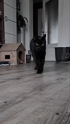 she's walking on beat🐈‍⬛ #fypシ #foryou #foryoupage #blackcat #catsoftiktok #wholesome