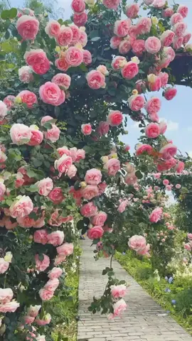 Hoa hồng một đoá xin trao..!Tặng người mỏi bước trên sa mạc đời.#rose #hoahong