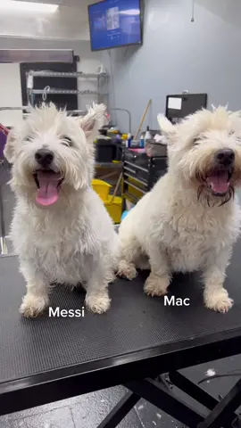 Messi must bark if his brother isn’t touching him #fyp #doggrooming