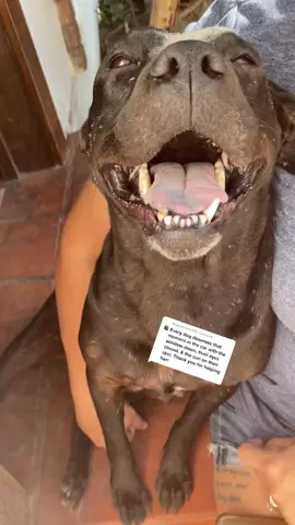 Reply to @lorac518 #dogsoftiktok #dog #rescuedog @princesstigerlily6969