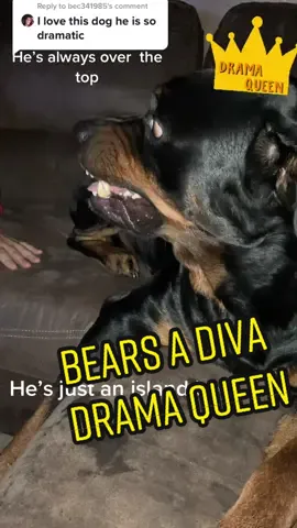 Reply to @bec341985  drama queen. He’s always over the top always😂 #TheHarderTheyFall #islandboy  #bearandryan #rottierumble #PetsOfTikTok #growling