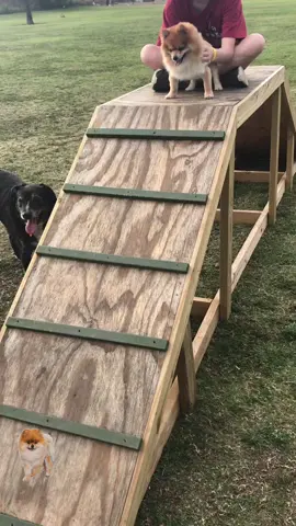 #wholetthedogsout #Olaf#nevaehstoriez #pomeranian