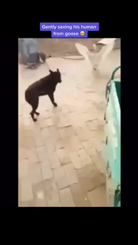 How delicate 🥺 #wholesometiktok #animalshavefeelings #humanityforward