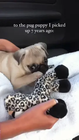 Loulou, you are everything I wished for and more 🥰💛 #puppy #pug #dogsoftiktok