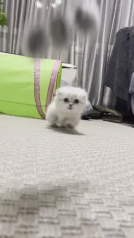 Коротколапый котик🐈скоттиш килт фолд