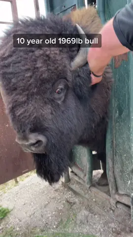 Can you guess his name? 🦬 #keepitsimple #fyp #4u #bison #foryou #farmertiktok #PenningtonsFreedom #grasspuppy #name #🇨🇦 #ironheadbison #king