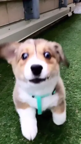 @bougie.Fuji.corgi #fy #corgi #corgipuppy