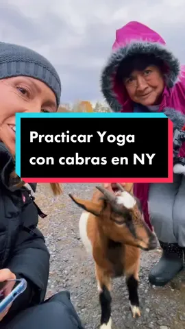 La nueva práctica “Yoga con cabras” #yogagoat #yoga #farmhouse #cabrasbebes #nuevayork