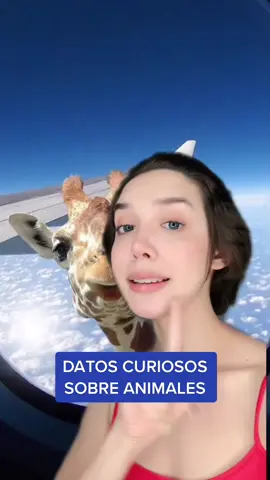 El 🌶 también ladra #animales #parati #fyp #lentejas