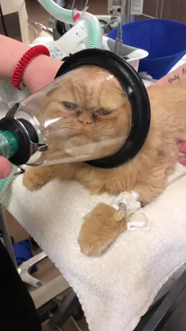 Catching those O’s  #vetmed #veterinarian #veterinarymedicine #catsoftiktok #anesthesia