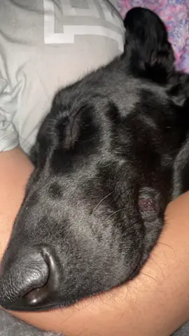 I wish i could sleep like this #dog #gsd