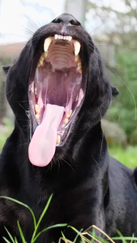 Big YAWN from Maya! 😻 #yawn #thebigcatsanctuary #jaguar #blackjaguar #bigcat #bigcats #sleepy #teeth #power #cat #fyp #fypシ #fypage #animaltiktok #conservation #cutecats